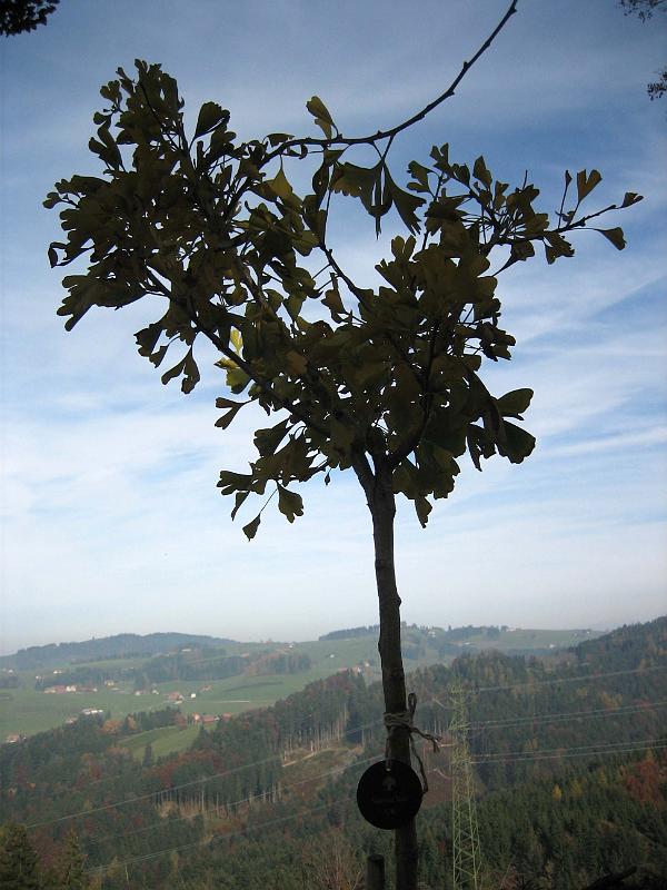 2009 10 31 A